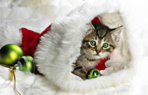 обои новогодний котик
