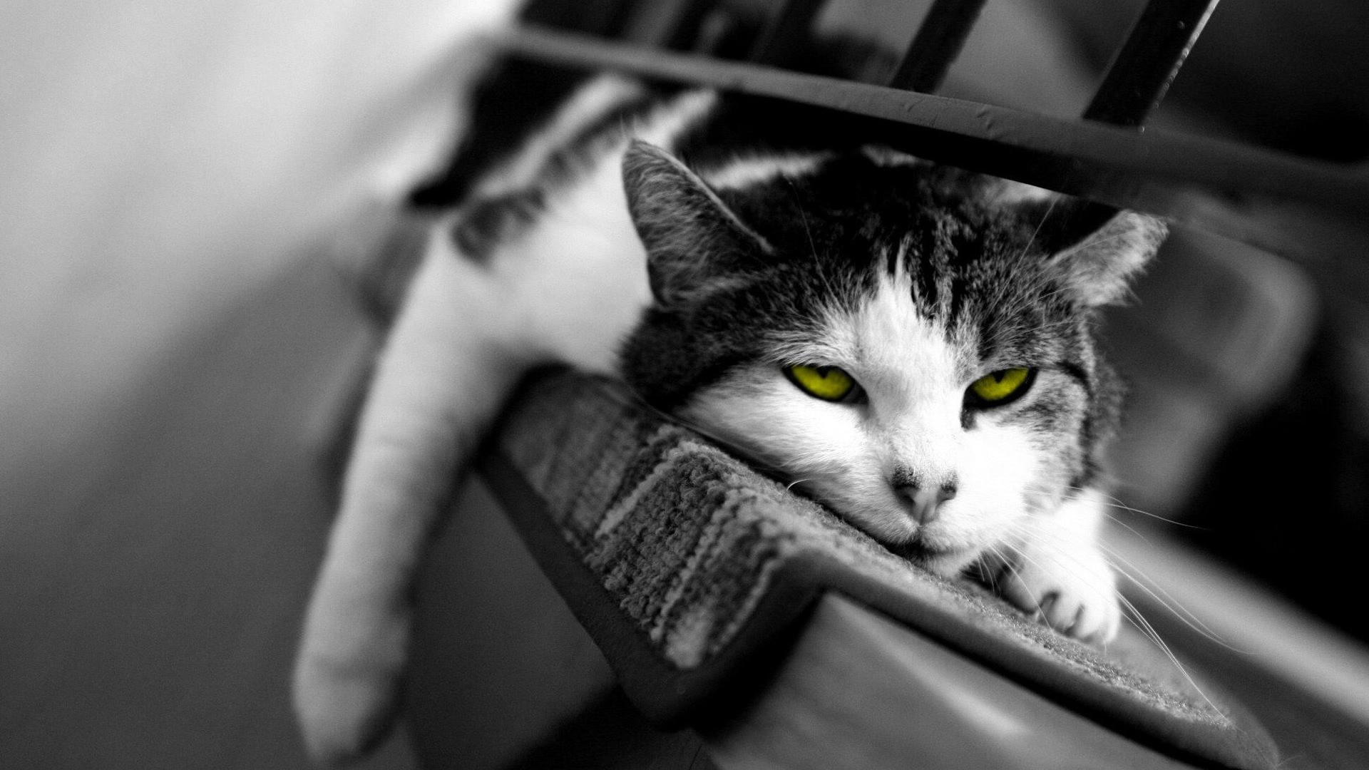 зеленоглазый кот животные кошка