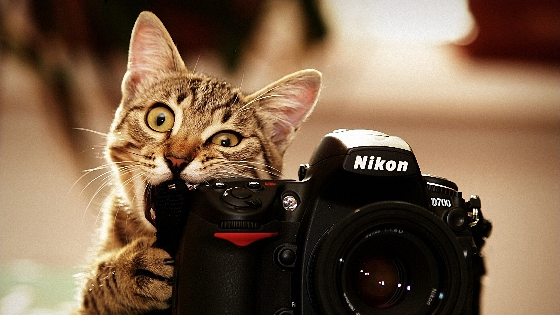 кот фотограф Фотоаппарат кошка