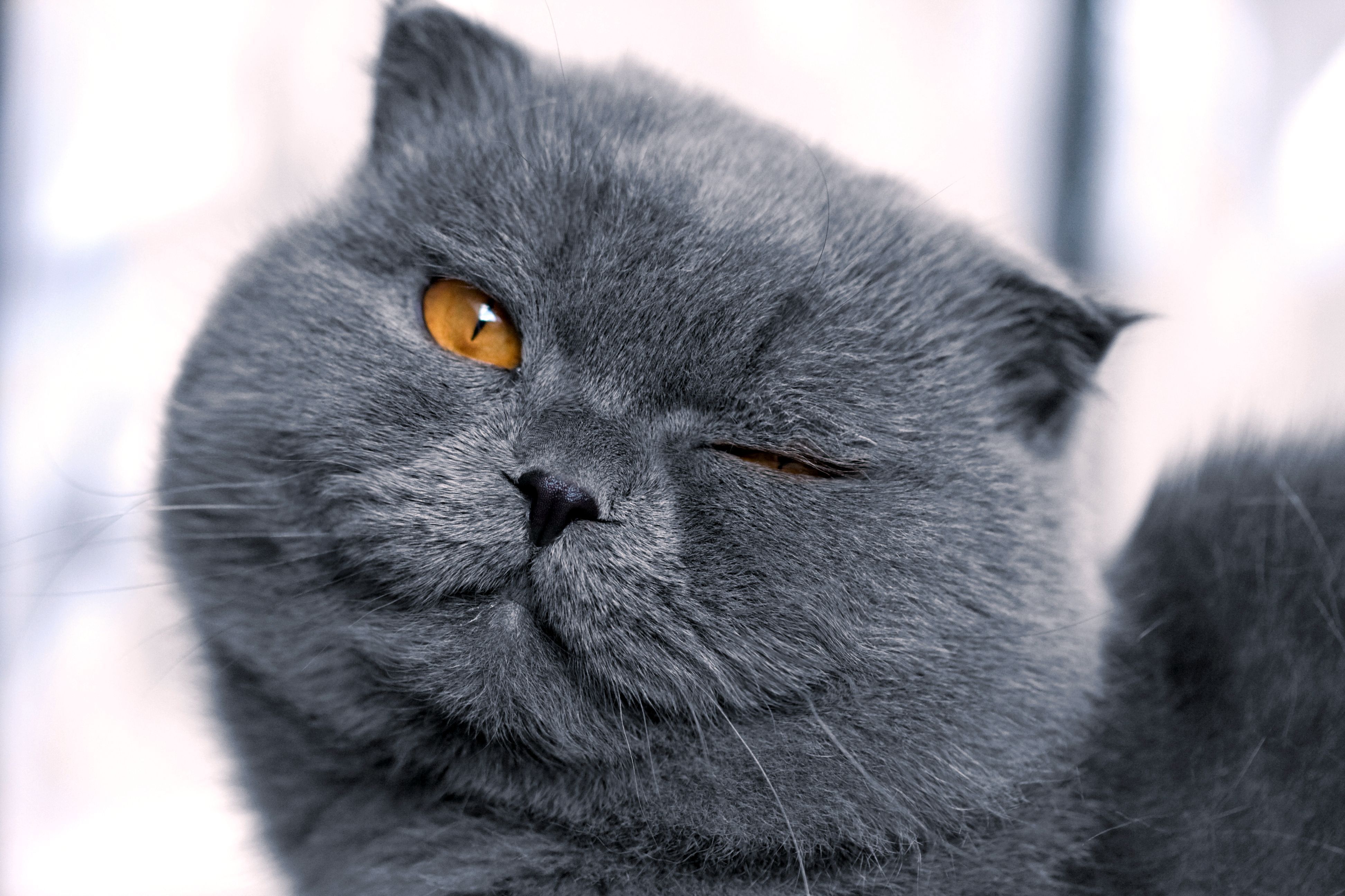 кот подмигивает животные кошка