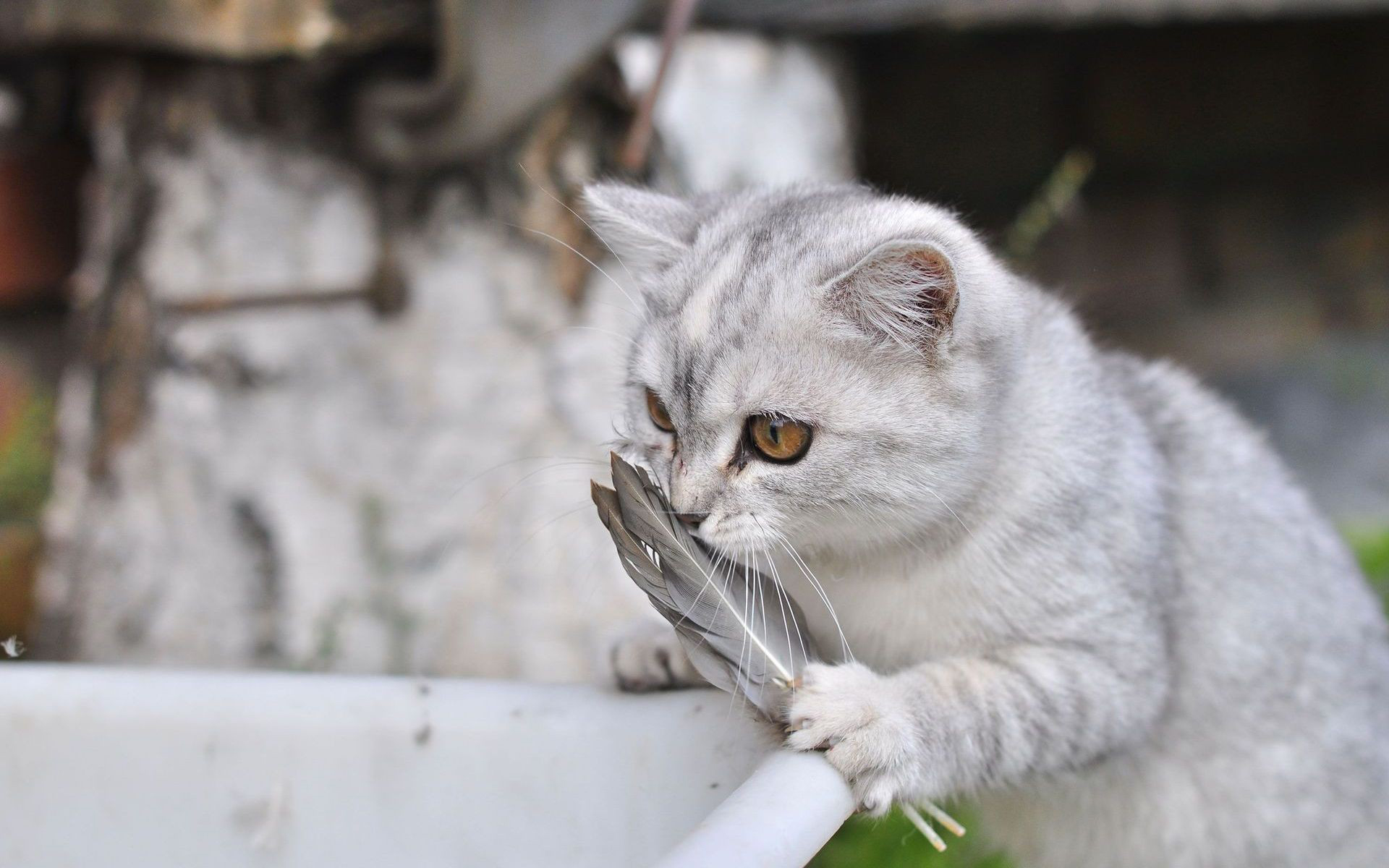 доедает кошка еда