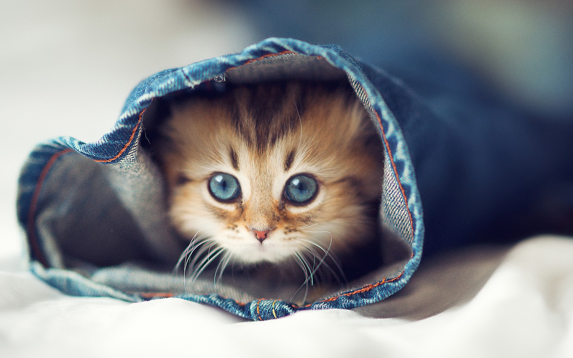 котёнок в джинсах кошка животные