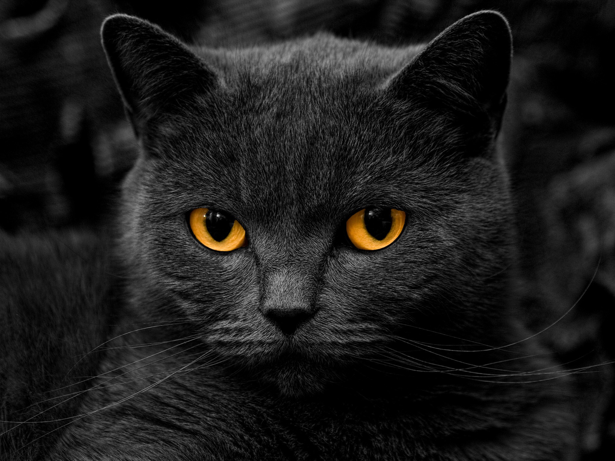 желтоглазый кот животные кошка