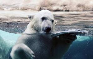 обои белый медведь в воде